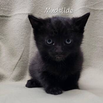Mudslide -  Domestic Short Hair Cat for Adoption in Parkersburg, West Virginia - Mudslide | PetCurious