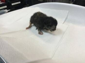 A1931582 -  Domestic Short Hair Cat for Adoption in Thousand Palms, California - A1931582 | PetCurious