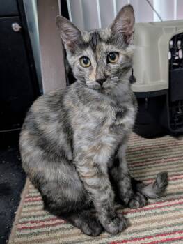 Tigra -  Dilute Tortoiseshell and Tortoiseshell Cat Available for Adoption in Pompano Beach, Florida - Tigra | PetCurious