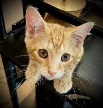 Tofu -  Domestic Short Hair and Tabby Cat for Adoption in Lenhartsville, Pennsylvania - Tofu | PetCurious