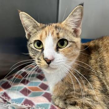 Sunny -  Domestic Short Hair Cat for Adoption in Newport, North Carolina - Sunny | PetCurious