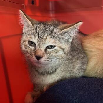 Islamorada -  Domestic Short Hair Cat for Adoption in Mentor, Ohio - Islamorada | PetCurious