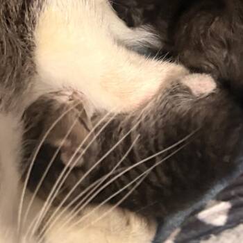 Lorne -  Domestic Short Hair Cat for Adoption in Evansville, Indiana - Lorne | PetCurious