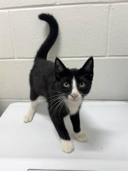 FABIO -  Domestic Short Hair Cat for Adoption - FABIO | PetCurious