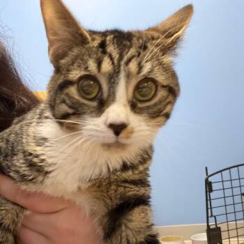 Clawdia -  Domestic Short Hair Cat for Adoption - Clawdia | PetCurious