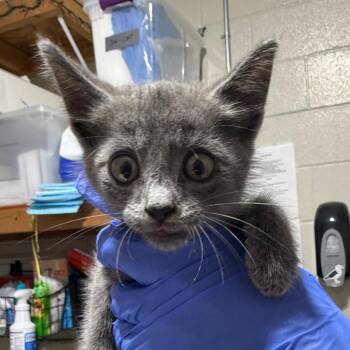 SAS-A-91622 -  Domestic Short Hair Cat for Adoption in Milton, Florida - SAS-A-91622 | PetCurious