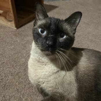 Kingston C12599 -  Siamese and Domestic Short Hair Cat for Adoption - Kingston C12599 | PetCurious