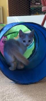 Domestic Short Hair Cats Available for Adoption - Hilo | PetCurious