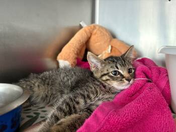 Rescue Domestic Short Hair Cats for Adoption in Pierceton, Indiana - Purrito | PetCurious