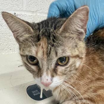 ruby -  Domestic Short Hair Cat for Adoption in Edinburg, Texas - Ruby | PetCurious