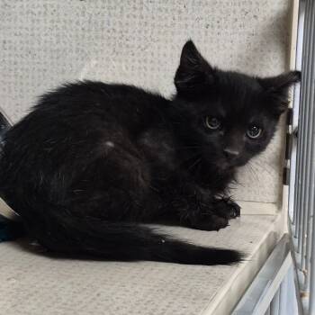 Rescue Domestic Short Hair Cats for Adoption in Kanab, Utah - Nuke | PetCurious