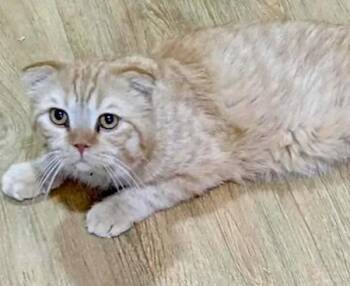 Rescue Scottish Fold Cats for Adoption in Madison, Wisconsin - BRUNO | PetCurious