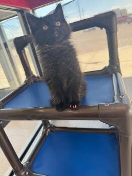Domestic Short Hair Cats Available for Adoption in Hobbs, New Mexico - Choco | PetCurious