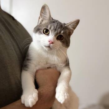 Rescue Domestic Short Hair Cats for Adoption in Pocatello, Idaho - Saja | PetCurious