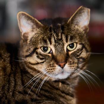 Bronny -  Domestic Short Hair Cat for Adoption in Bloomfield, New Jersey - Bronny | PetCurious