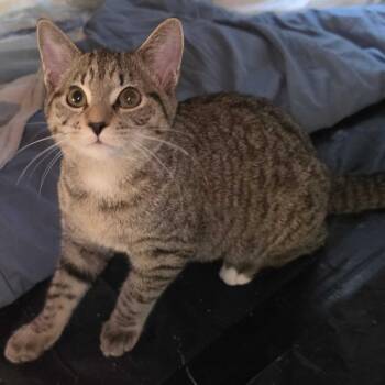 Beans26 -  Domestic Short Hair Cat for Adoption in Youngsville, North Carolina - Beans26 | PetCurious