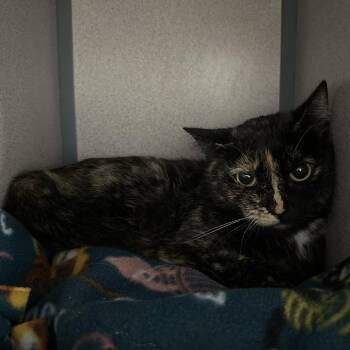Cookie -  Domestic Short Hair Cat for Adoption in Evansville, Indiana - Cookie | PetCurious