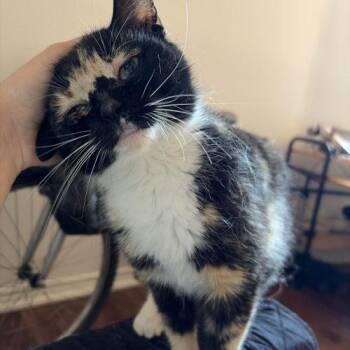 Kiki -  Calico Cat for Adoption in Toronto, Ontario - Kiki | PetCurious