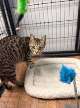 Domestic Short Hair Cats Available for Adoption - COCO | PetCurious