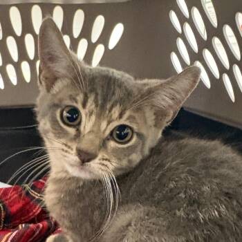 Big Richie -  Domestic Short Hair Cat for Adoption in West Palm Beach, Florida - Big Richie | PetCurious