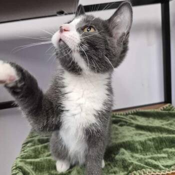 Hyder -  Domestic Short Hair Cat for Adoption in Davenport, Iowa - Hyder | PetCurious