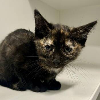 Sally (Cheyenne -  Domestic Short Hair Cat for Adoption in Saint Joseph, Missouri - Sally (Cheyenne | PetCurious