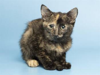 EURO -  Domestic Short Hair Cat for Adoption in Phoenix, Arizona - EURO | PetCurious
