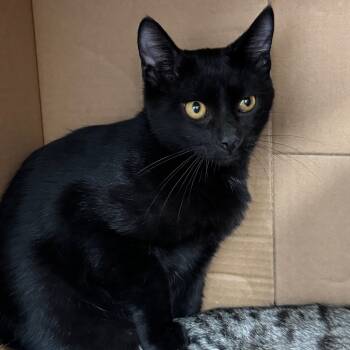 Rescue Domestic Short Hair Cats for Adoption in Redwood Falls, Minnesota - Ozzy | PetCurious