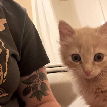 Juice (besties with Beetle) -  Domestic Medium Hair Cat for Adoption in Austin, Texas - Juice (besties With Beetle) | PetCurious