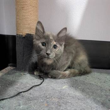 River -  Domestic Medium Hair Cat for Adoption in Harlingen, Texas - River | PetCurious