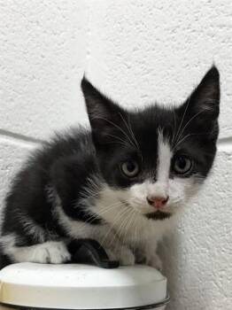 DIEGO -  Domestic Short Hair Cat for Adoption - DIEGO | PetCurious