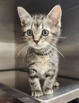 Saturn -  Domestic Short Hair Cat for Adoption in Great Bend, Kansas - Saturn | PetCurious