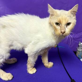 Sherman -  Domestic Short Hair Cat for Adoption in North Myrtle Beach, South Carolina - Sherman | PetCurious