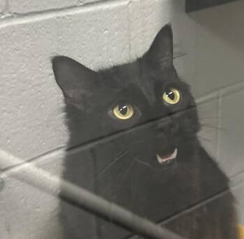 Ceasar -  Domestic Medium Hair Cat for Adoption in Golden, Colorado - Ceasar | PetCurious