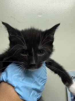 Seraphina -  Domestic Short Hair Cat for Adoption in Evansville, Indiana - Seraphina | PetCurious