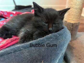 Rescue Domestic Short Hair Cats for Adoption in Clinton, South Carolina - Bubble Gum | PetCurious
