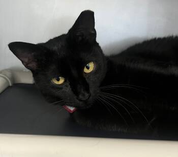 Rescue Domestic Short Hair Cats for Adoption in Denham Springs, Louisiana - Chatty Cathy | PetCurious