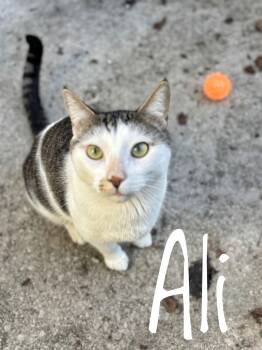 Domestic Short Hair and Tabby Cats Available for Adoption - Ali CCHS | PetCurious