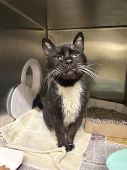 Domestic Short Hair Cats Available for Adoption - ARCHIMEDES | PetCurious