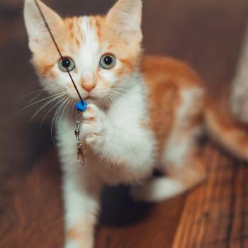 Domestic Short Hair Cats Available for Adoption in Wichita, Kansas - Squeak | PetCurious