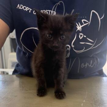 Comet -  Domestic Short Hair Cat Available for Adoption in Montgomery, Alabama - Comet | PetCurious