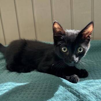 Cat Valentine -  Domestic Short Hair Cat for Adoption in Long Beach, California - Cat Valentine | PetCurious
