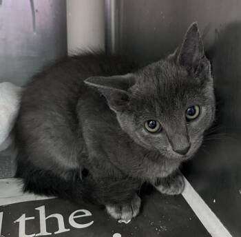 Green Goddess -  Domestic Short Hair Cat for Adoption in Cincinnati, Ohio - Green Goddess | PetCurious