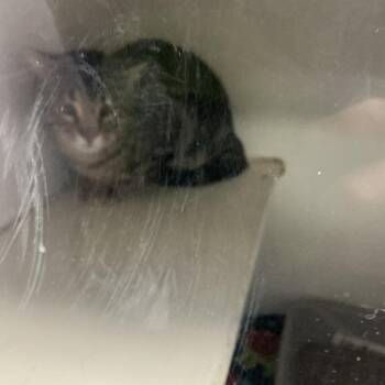 Domestic Short Hair Cats Available for Adoption - Fred | PetCurious