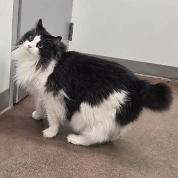 Domestic Long Hair Cats Available for Adoption in Chattanooga, Tennessee - Binkus | PetCurious