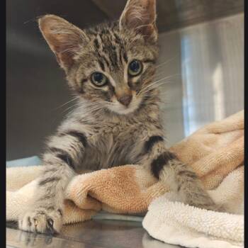 DeeDee -  Domestic Short Hair Cat for Adoption in Bentonville, Arkansas - DeeDee | PetCurious