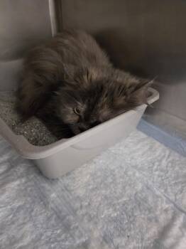 Domestic Long Hair Cats Available for Adoption in Rocky Mount, North Carolina - Lulu32945(Rescue Only) | PetCurious