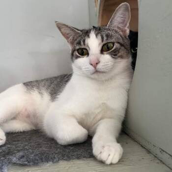 Emma G -  Domestic Short Hair Cat for Adoption in Hernando, Mississippi - Emma G | PetCurious