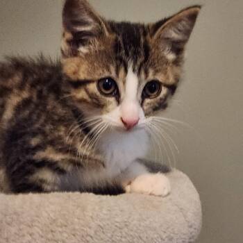 King -  Domestic Short Hair Cat for Adoption in Petrolia, Ontario - King | PetCurious