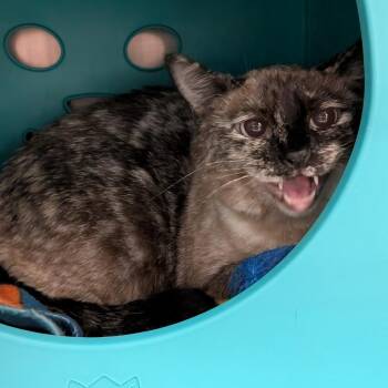 Sally -  Domestic Short Hair Cat for Adoption in Titusville, Florida - Sally | PetCurious